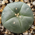 Lophophora williamsii