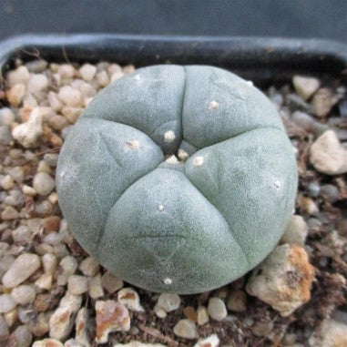 Lophophora williamsii
