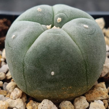 Lophophora williamsii
