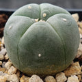 Lophophora williamsii
