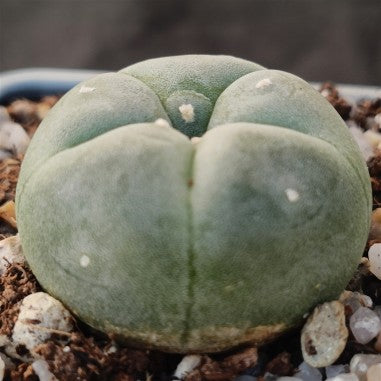 Lophophora williamsii