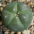 Lophophora williamsii