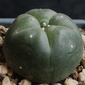 Lophophora williamsii