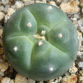 Lophophora williamsii