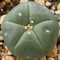 Lophophora williamsii