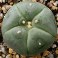 Lophophora williamsii