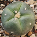 Lophophora williamsii