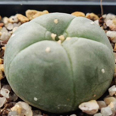 Lophophora williamsii
