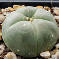 Lophophora williamsii