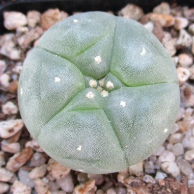Lophophora williamsii