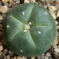 Lophophora williamsii