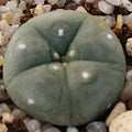 Lophophora williamsii