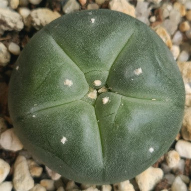 Lophophora williamsii