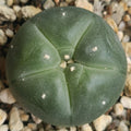Lophophora williamsii