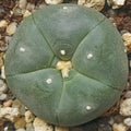 Lophophora williamsii