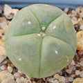 Lophophora williamsii