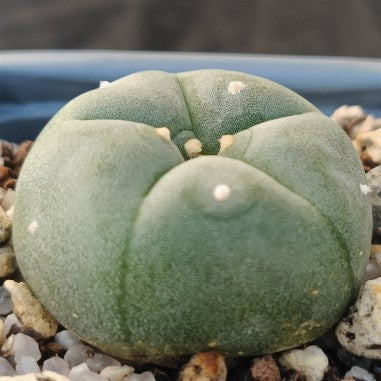 Lophophora williamsii