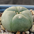 Lophophora williamsii