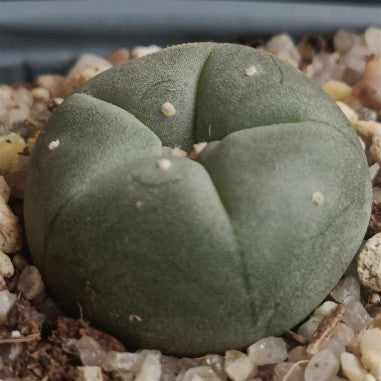 Lophophora williamsii