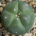 Lophophora williamsii