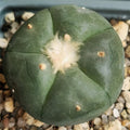 Lophophora williamsii