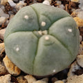 Lophophora williamsii
