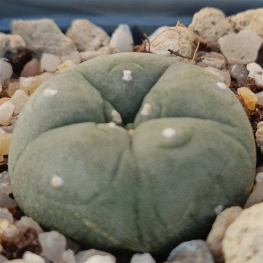 Lophophora williamsii