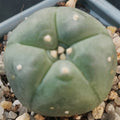Lophophora williamsii