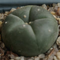 Lophophora williamsii