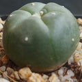 Lophophora williamsii