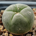 Lophophora williamsii