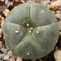 Lophophora williamsii