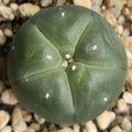Lophophora williamsii