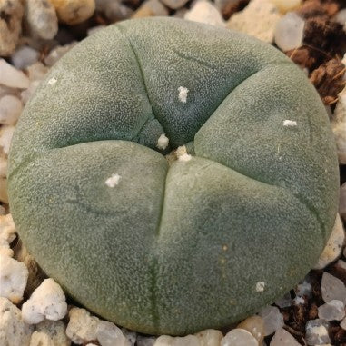 Lophophora williamsii