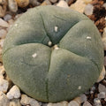 Lophophora williamsii
