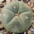 Lophophora williamsii