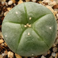 Lophophora williamsii