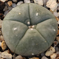 Lophophora williamsii