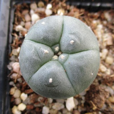 Lophophora Williamsii