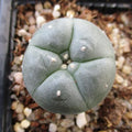 Lophophora Williamsii