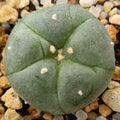 Lophophora williamsii