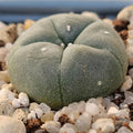 Lophophora williamsii
