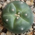 Lophophora williamsii