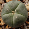 Lophophora williamsii