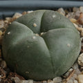 Lophophora williamsii