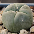 Lophophora williamsii
