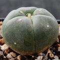 Lophophora williamsii