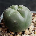Lophophora williamsii
