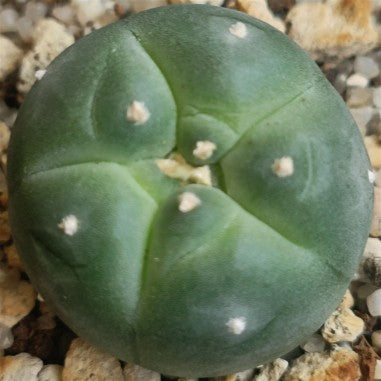 Lophophora williamsii