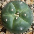 Lophophora williamsii